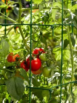 Tomato Cages, Set Of 4 -Green Works Shop 34182 588 tif