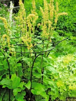 Essex Plant Supports -Green Works Shop 37423 200 tif