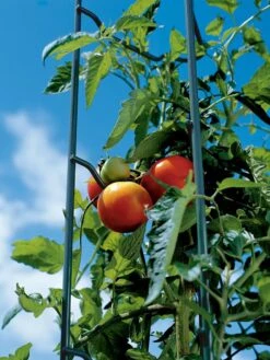 Tomato Ladders, Set Of 3 -Green Works Shop 38184 003E tif