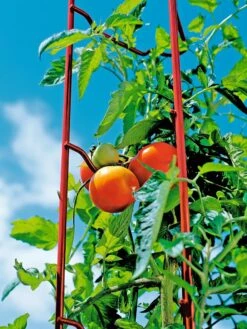 Tomato Ladders, Set Of 3 -Green Works Shop 38185 003E tif