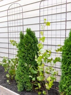 Jardin Flower Trellis -Green Works Shop 38689 6002 tif