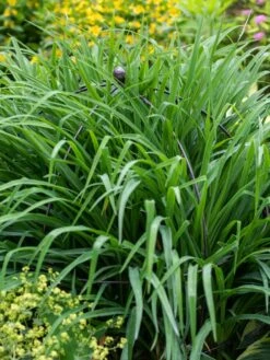 Jardin Bird Cage Support, 26" -Green Works Shop 39 521 0073 tif