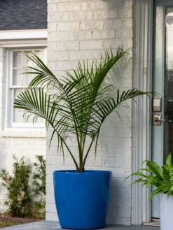 Viva Round Self-Watering Rolling Planter, 20" Diameter, Set Of 2 -Green Works Shop 3 4 crop 8612933 0024 tif