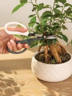 Japanese Pruning Scisssors 16 Japanese Pruning Scisssors -Green Works Shop 3 4 crop 8612968 0087