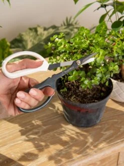 Japanese Pruning Scisssors 14 Japanese Pruning Scisssors -Green Works Shop 3 4 crop 8612968 0092