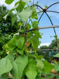 Jardin Tower -Green Works Shop 3 4 crop 8612997 0058