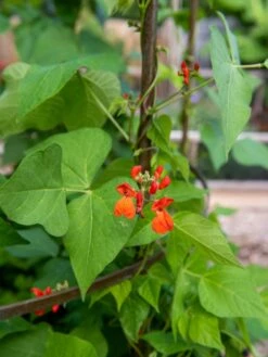 Jardin Tower -Green Works Shop 3 4 crop 8612997 0059