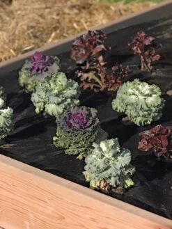 Easy-Plant Weed Block Mulch -Green Works Shop 40356 219 tif