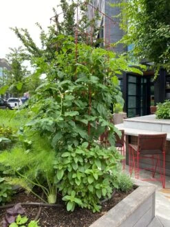 Tomato Towers, Set Of 2 -Green Works Shop 8587041 01IN tif