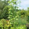 Bean Tower -Green Works Shop 8587060GRN 0112 3 4