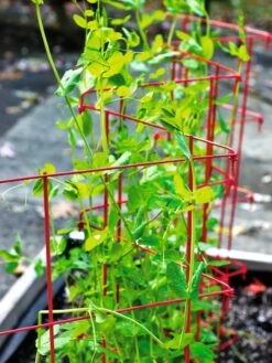 Expandable Pea Trellis -Green Works Shop 8587061 100 tif