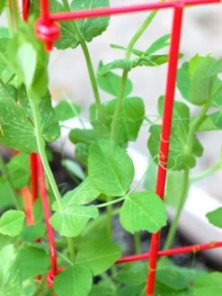 Tall Expandable Pea Trellis -Green Works Shop 8587061 101 tif 1