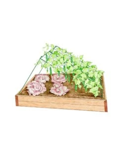 Medium Cucumber Trellis