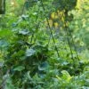 Deluxe Cucumber Trellis -Green Works Shop 8587083 01IN