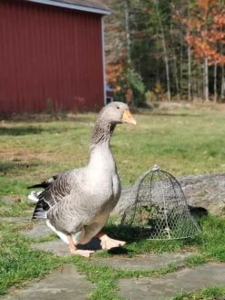 Chicken Wire Cloche -Green Works Shop 8590210 01IN tif