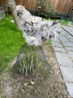 Chicken Wire Cloche -Green Works Shop 8590210 02CUST tif