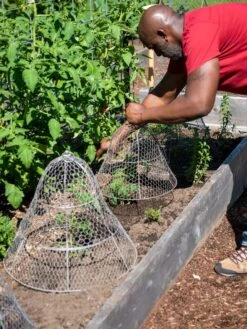 Chicken Wire Cloche With Extension -Green Works Shop 8590210 0442 tif