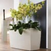 Lechuza® Cararo Rectangular Indoor Planter With Casters -Green Works Shop 8590295 02v lechuza cararo rectangular indoor planter with casters