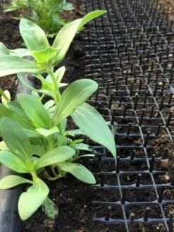 Cat Scat Mat -Green Works Shop 8592448 03CUST tif