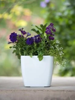 Viva Square Self-Watering Planter, 7" Diameter -Green Works Shop 8595223 1118 tif