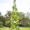 Titan Teepee Trellis -Green Works Shop 8595757 1206 titan teepee cucumber peas beans tif