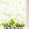 Galvanized Herb Planters With Rectangular Tray -Green Works Shop 8595903 5946 tif