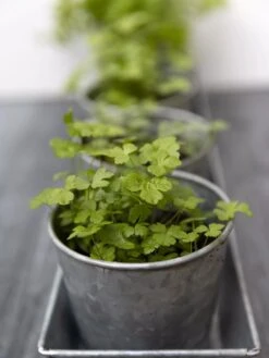 Galvanized Herb Planters With Rectangular Tray -Green Works Shop 8595903 advice 1777 tif