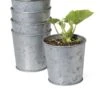 Galvanized Planting Cups, Set Of 5 -Green Works Shop 8596104 9899 tif