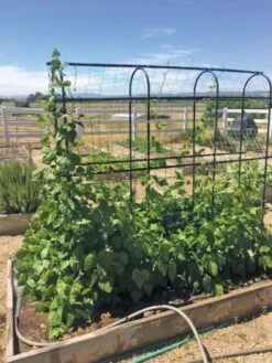 Titan Pea Tunnel -Green Works Shop 8596275 01CUST tif