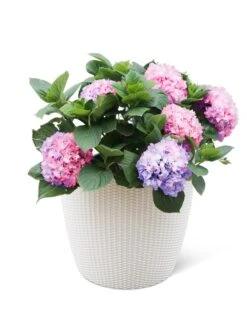 Weave Self-Watering Round Planter, 17" White 7 Weave Self-Watering Round Planter, 17" White -Green Works Shop 8598372 3002 tif