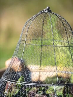 Chicken Wire Cloche With Extension -Green Works Shop 8600116 0607 tif