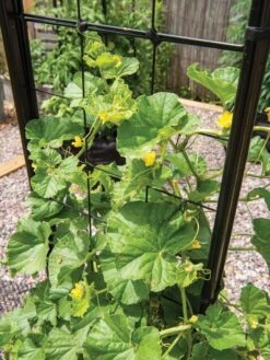 Gardener’s Victory Self-Watering Planter With Vine Trellis -Green Works Shop 8600176 6853