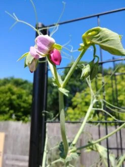 Gardener’s Victory Self-Watering Planter With Vine Trellis -Green Works Shop 8600177 6588 tif 1
