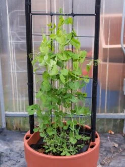 Gardener’s Victory Self-Watering Planter With Vine Trellis -Green Works Shop 8600178 5000 tif