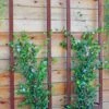 Ina Modern Wall Trellis Sr. -Green Works Shop 8600510 05V tif