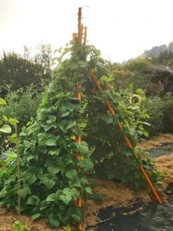 Annabel Tipi Trellis -Green Works Shop 8600521 02V tif