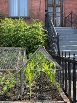 Chicken Wire Crop Coop -Green Works Shop 8609080 02CUST tif