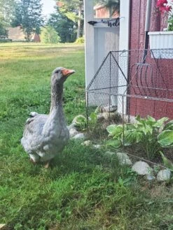 Chicken Wire Crop Coop -Green Works Shop 8609080 02IN tif