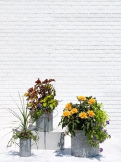 Metal Bucket Planters -Green Works Shop 8609085 0852 tif