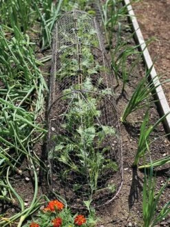 Chicken Wire Row Cloche Expandable Extra Large 3N1 -Green Works Shop 8609412 5903 tif