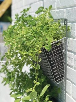 Wire Wall Pockets Vertical Gardens -Green Works Shop 8609429 9500 tif