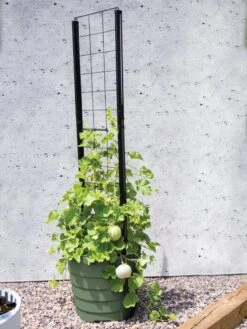 Gardener’s Victory Self-Watering Planter With Vine Trellis -Green Works Shop 8610238 15487 tif 1