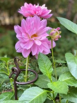 Arden Single Stem Supports, Set Of 2 -Green Works Shop 8610375 5703 tif