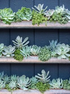 3-Tier Vertical Wall Planter, 3' 11 3-Tier Vertical Wall Planter, 3' -Green Works Shop 8611013 055 tif