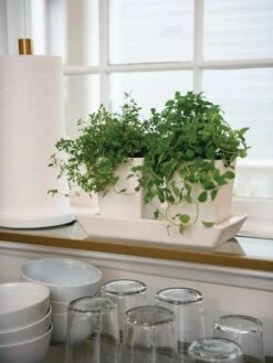 Stoneware Self-Watering Windowsill Planters, Set Of 2 -Green Works Shop 8611890 2285 tif