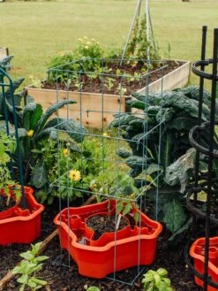 Deluxe Tomato Halos, Set Of 2 -Green Works Shop 8612045 226 tif