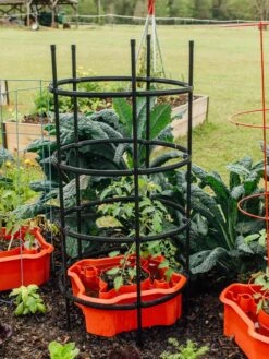 Deluxe Tomato Halos, Set Of 2 -Green Works Shop 8612045 228 tif