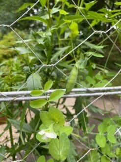 Chicken Wire Pea Trellis -Green Works Shop 8612718 7307