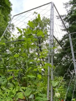 Chicken Wire Pea Trellis -Green Works Shop 8612718 7308