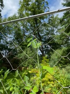 Chicken Wire Pea Trellis -Green Works Shop 8612718 7311